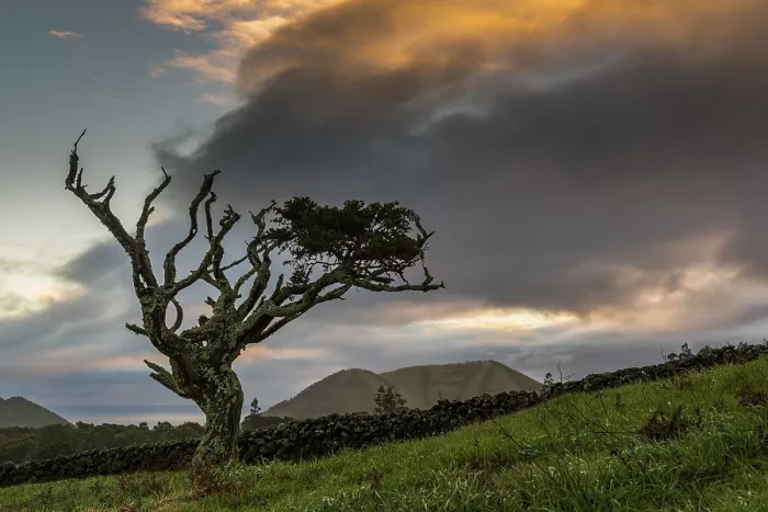 Gerahmter Druck : Altes Baum mit Gewitterwolke, Insel Pico. Gerahmter Druck : Altes Baum mit Gewitterwolke, Insel Pico.
