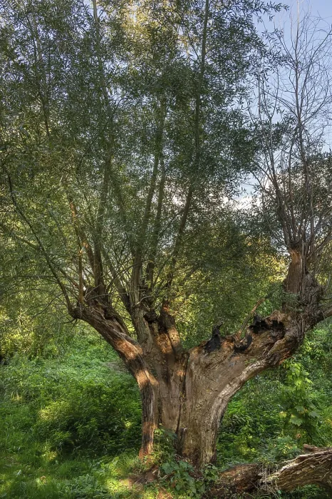 Gerahmter Druck : Alte Weide (Salix) gespalten durch Blitzschlag.