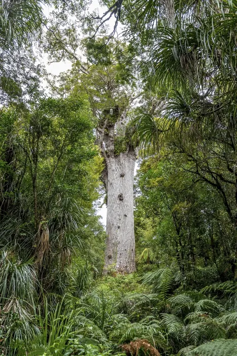 Gerahmter Druck : Älteste Kauri-Baum, Tane Mahuta. Gerahmter Druck : Älteste Kauri-Baum, Tane Mahuta.