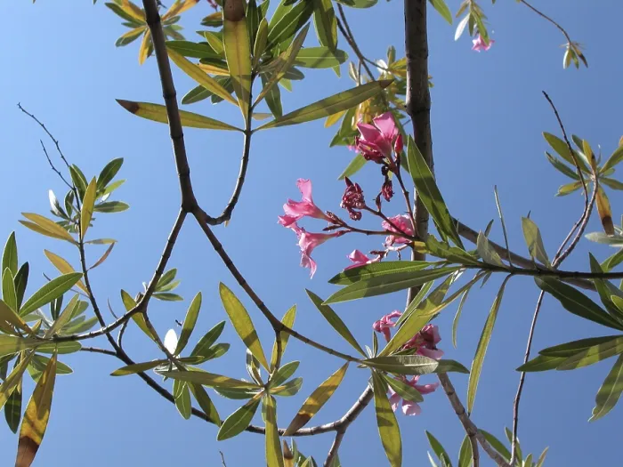 Gerahmter Druck : Oleander Gerahmter Druck : Oleander