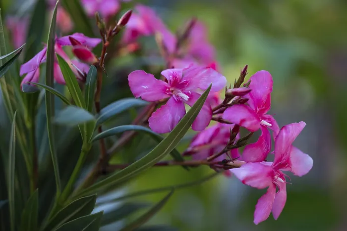 Gerahmter Druck : Oleanderblüten, Oleander (Nerium oleander) Gerahmter Druck : Oleanderblüten, Oleander (Nerium oleander)