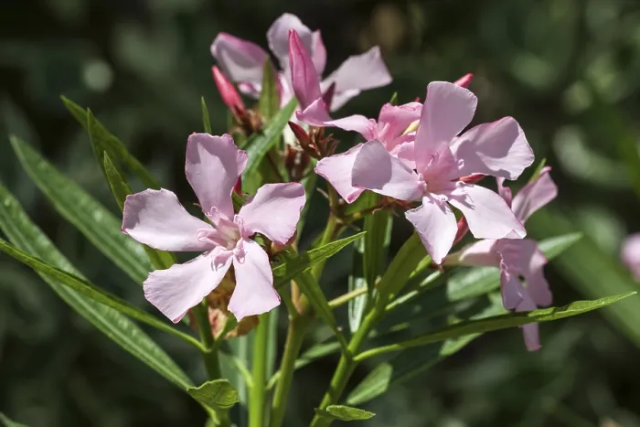 Gerahmter Druck : Oleander (Nerium oleander) Blüte. Gerahmter Druck : Oleander (Nerium oleander) Blüte.
