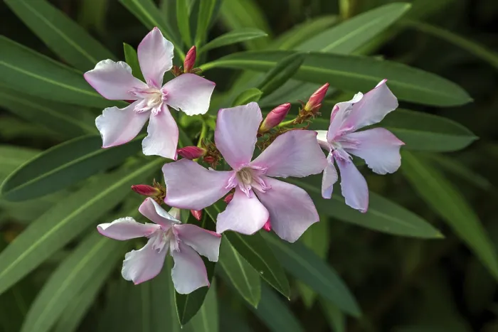 Gerahmter Druck : Oleander (Nerium oleander), auch Oleander. Gerahmter Druck : Oleander (Nerium oleander), auch Oleander.