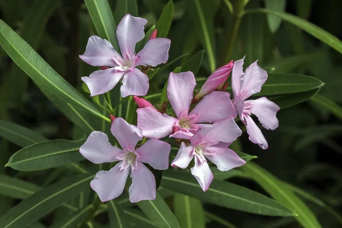 Gerahmter Druck : Oleander (Nerium oleander), auch Oleander. Gerahmter Druck : Oleander (Nerium oleander), auch Oleander.