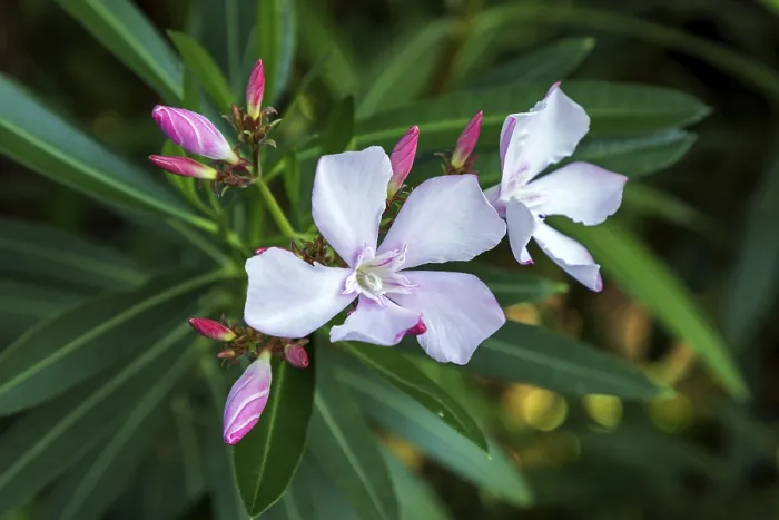 Gerahmter Druck : Oleander (Nerium oleander), auch Oleander. Gerahmter Druck : Oleander (Nerium oleander), auch Oleander.