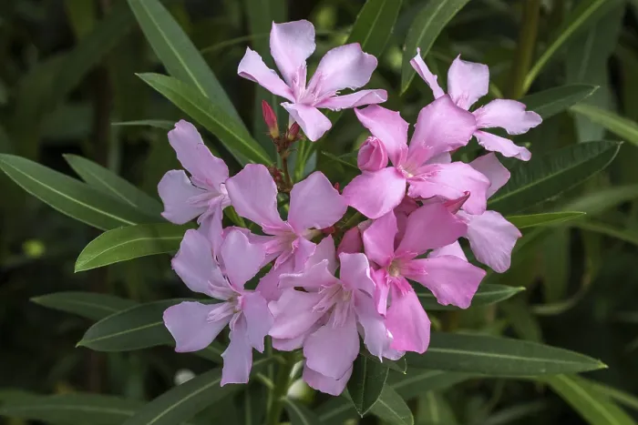 Gerahmter Druck : Blüte des Oleander (Nerium oleander) in Baden-Württemberg, Deutschland Gerahmter Druck : Blüte des Oleander (Nerium oleander) in Baden-Württemberg, Deutschland