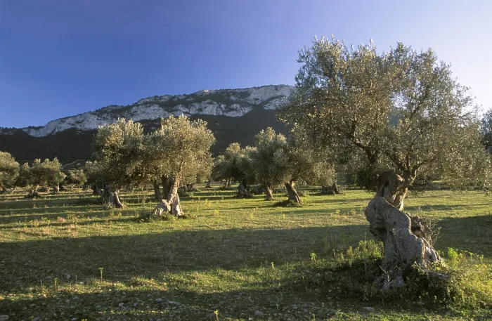 Gerahmter Druck : Olivenhain, Mallorca Gerahmter Druck : Olivenhain, Mallorca