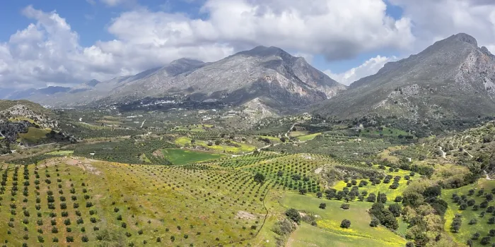 Gerahmter Druck : Olivenbäume im Frühling, Preveli. Gerahmter Druck : Olivenbäume im Frühling, Preveli.