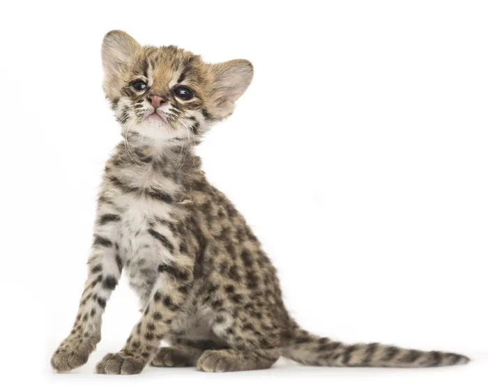 Gerahmter Druck : Oncilla, Leopardus tigrinus, 5 Wochen alt. Gerahmter Druck : Oncilla, Leopardus tigrinus, 5 Wochen alt.