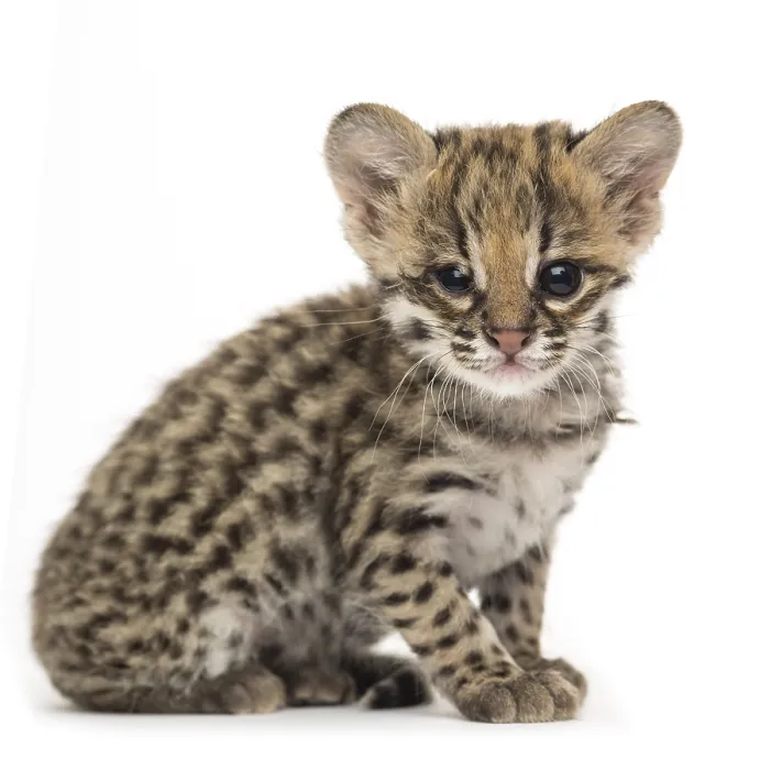 Gerahmter Druck : Oncilla, Leopardus tigrinus, 5 Wochen alt. Gerahmter Druck : Oncilla, Leopardus tigrinus, 5 Wochen alt.