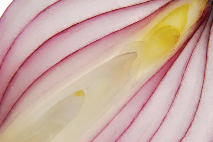 Gerahmter Druck : Onion Gerahmter Druck : Onion