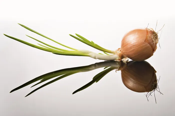 Gerahmter Druck : Onion Gerahmter Druck : Onion