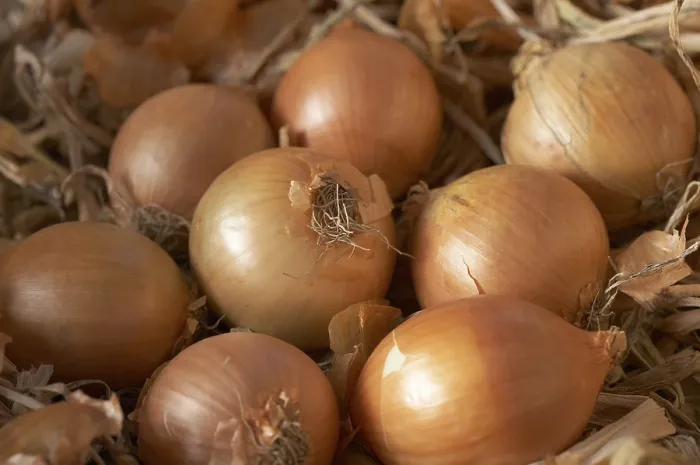 Gerahmter Druck : Onions Gerahmter Druck : Onions