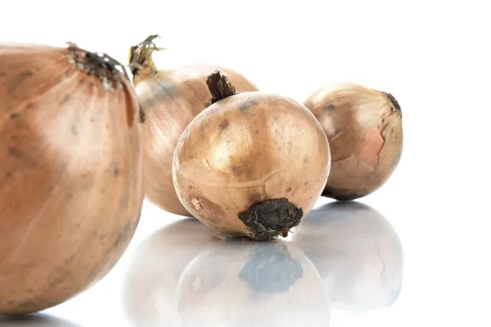 Gerahmter Druck : Onions Gerahmter Druck : Onions