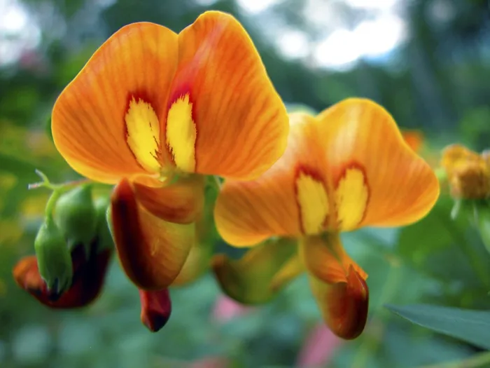Gerahmter Druck : Orangenblüte Gerahmter Druck : Orangenblüte