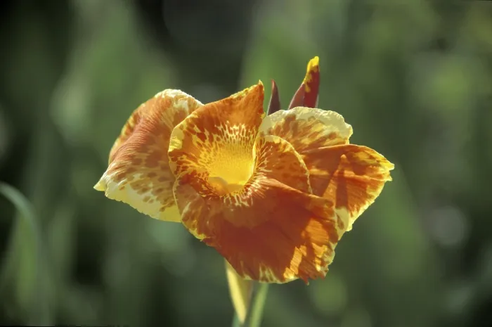 Gerahmter Druck : Orangenblüte Gerahmter Druck : Orangenblüte