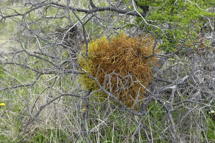 Gerahmter Druck : Orangefarbene Flechten auf einem Baum, Patagonien Nationalpark, Chacabuco-Tal in der Nähe von Cochrane, Aysen-Region, Patagonien, Chile Gerahmter Druck : Orangefarbene Flechten auf einem Baum, Patagonien Nationalpark, Chacabuco-Tal in der Nähe von Cochrane, Aysen-Region, Patagonien, Chile