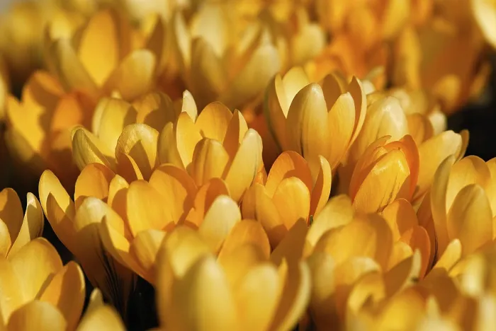Gerahmter Druck : Orangenfarbene Krokusse (Crocus) Gerahmter Druck : Orangenfarbene Krokusse (Crocus)