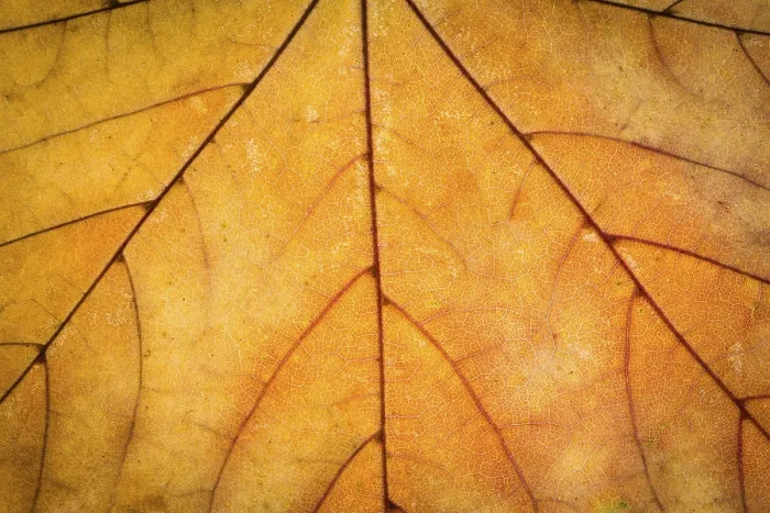 Gerahmter Druck : Orange Ahorn-Herbstblätter-Textur Gerahmter Druck : Orange Ahorn-Herbstblätter-Textur