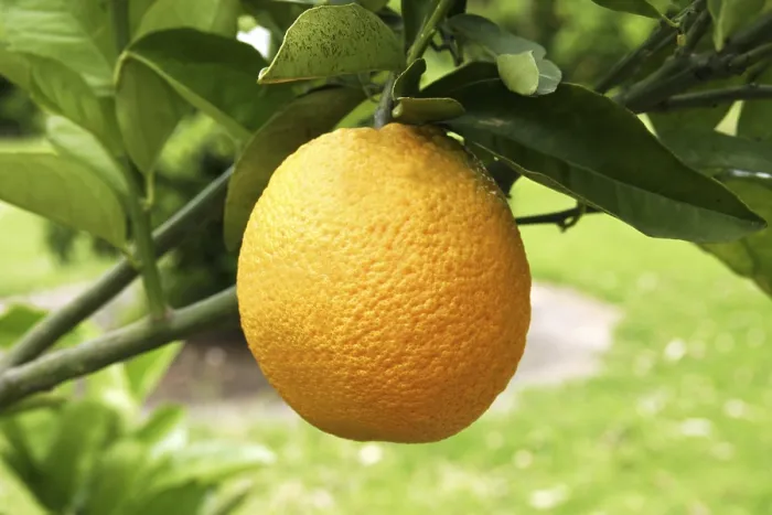 Gerahmter Druck : Orangen auf einer Orangenbäume Gerahmter Druck : Orangen auf einer Orangenbäume