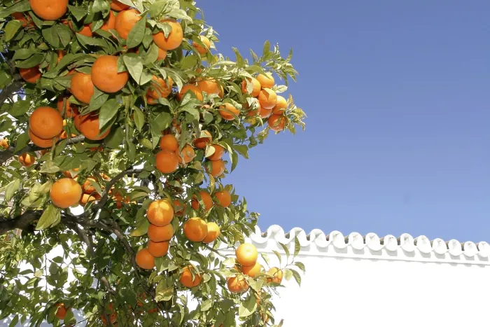 Gerahmter Druck : Orangenbaum mit Früchten. Gerahmter Druck : Orangenbaum mit Früchten.
