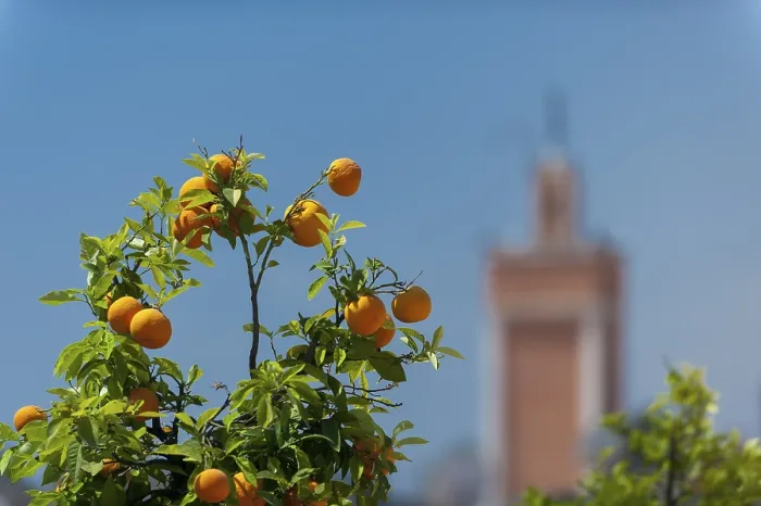 Gerahmter Druck : Orangenbaum, Orange, Zitrone, Frucht Gerahmter Druck : Orangenbaum, Orange, Zitrone, Frucht