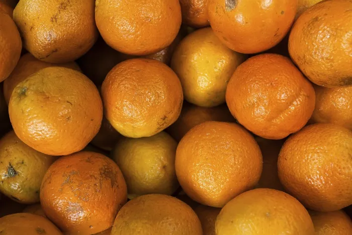 Gerahmter Druck : Orangen (Citrus sinensis) Gerahmter Druck : Orangen (Citrus sinensis)