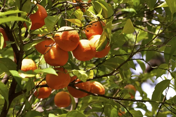 Gerahmter Druck : Orangen (Citrus x sinensis) am Baum. Gerahmter Druck : Orangen (Citrus x sinensis) am Baum.
