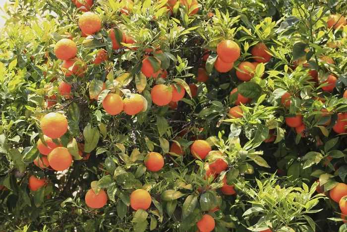Gerahmter Druck : Orangen hängen an einem Baum, Orangenbaum. Gerahmter Druck : Orangen hängen an einem Baum, Orangenbaum.