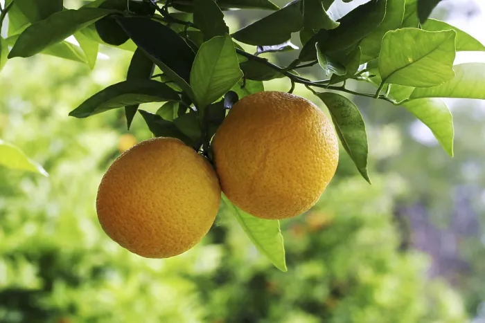 Gerahmter Druck : Orangen auf einer Orangenbäum Gerahmter Druck : Orangen auf einer Orangenbäum