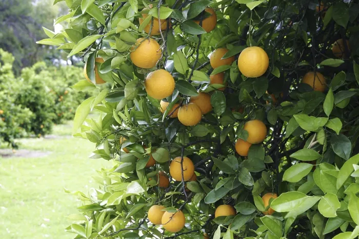 Gerahmter Druck : Apfelsinen auf einer Orangenbäume Gerahmter Druck : Apfelsinen auf einer Orangenbäume