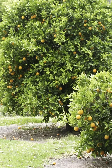 Gerahmter Druck : Orangen auf einer Orangenbäum. Gerahmter Druck : Orangen auf einer Orangenbäum.
