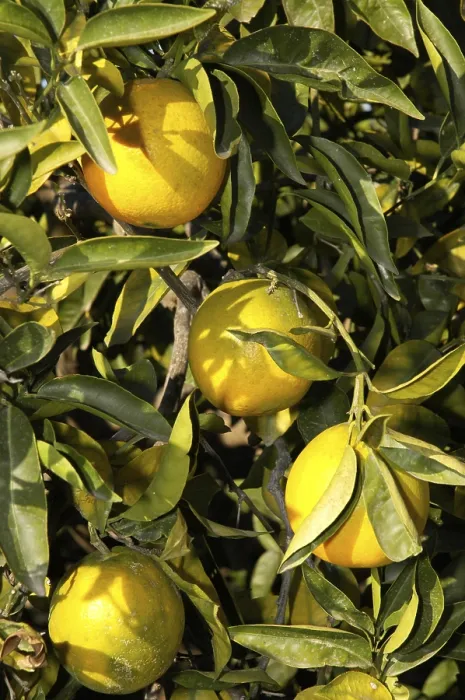 Gerahmter Druck : Orangen noch am Baum, Altea. Gerahmter Druck : Orangen noch am Baum, Altea.