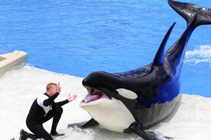 Gerahmter Druck : Orca mit offenem Maul interagiert mit einem Trainer während eines Shows. Gerahmter Druck : Orca mit offenem Maul interagiert mit einem Trainer während eines Shows.