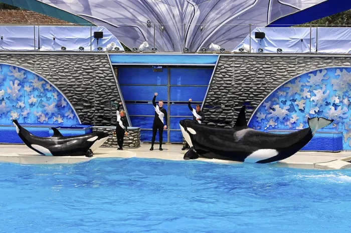 Gerahmter Druck : Zwei Orcas mit Trainern im Freizeitpark. Gerahmter Druck : Zwei Orcas mit Trainern im Freizeitpark.