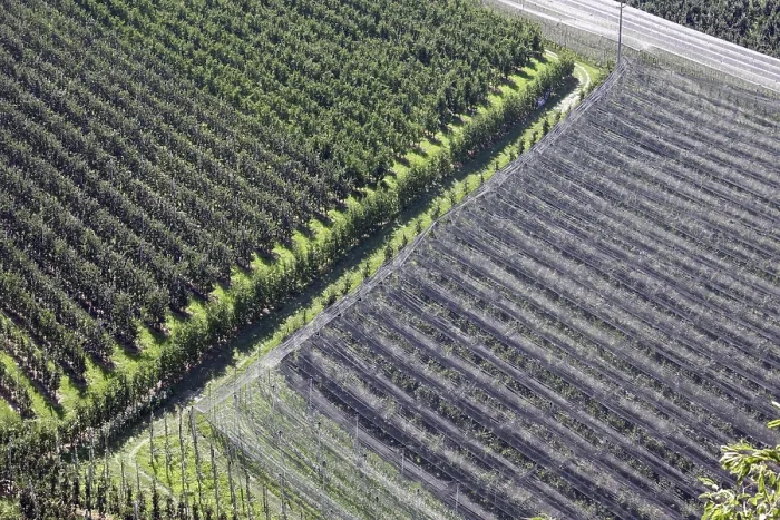 Gerahmter Druck : Orchard Gerahmter Druck : Orchard