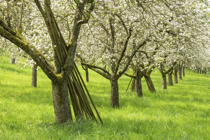 Gerahmter Druck : Obstwiesen, blühende Apfelbäume. Gerahmter Druck : Obstwiesen, blühende Apfelbäume.