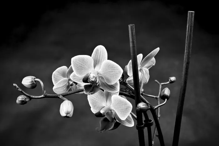 Gerahmter Druck : Eine Orchidee gegen einen schwarzen Hintergrund. Gerahmter Druck : Eine Orchidee gegen einen schwarzen Hintergrund.