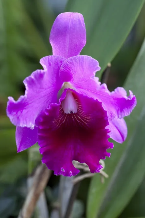 Gerahmter Druck : Orchidee (Cattleya windemere) Gerahmter Druck : Orchidee (Cattleya windemere)