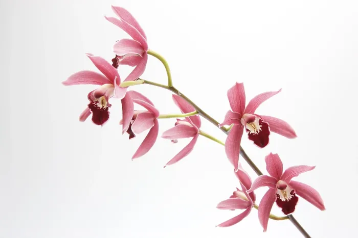 Gerahmter Druck : Die Cymbidium-Orchidee Gerahmter Druck : Die Cymbidium-Orchidee