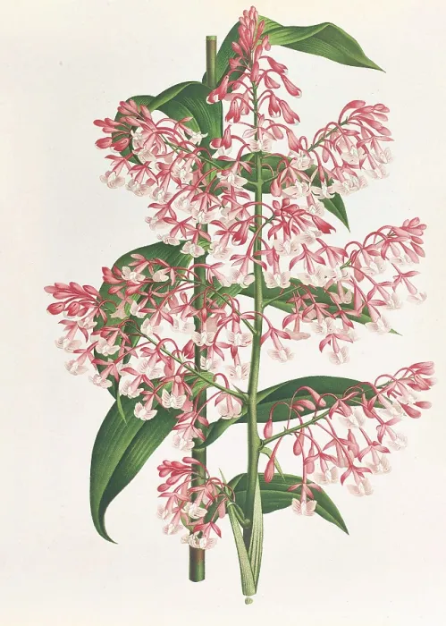 Gerahmter Druck : Epidendrum Paniculatum Gerahmter Druck : Epidendrum Paniculatum