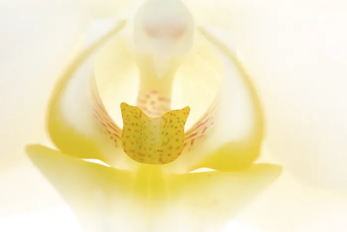 Gerahmter Druck : Orchideenblume, Makro Gerahmter Druck : Orchideenblume, Makro