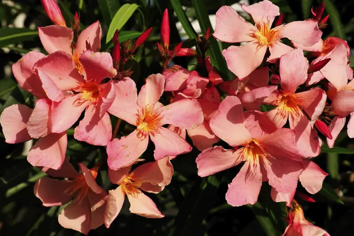 Gerahmter Druck : Orchideenblüten Gerahmter Druck : Orchideenblüten
