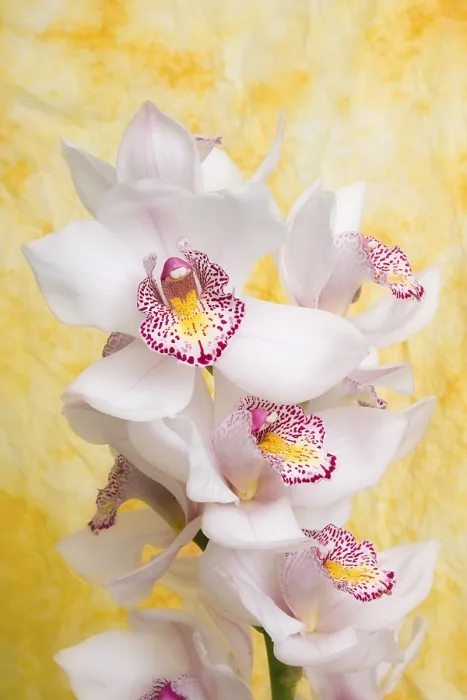 Gerahmter Druck : Orchidee (Orchideae) Gerahmter Druck : Orchidee (Orchideae)