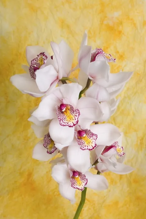 Gerahmter Druck : Orchidee (Orchideae) Gerahmter Druck : Orchidee (Orchideae)