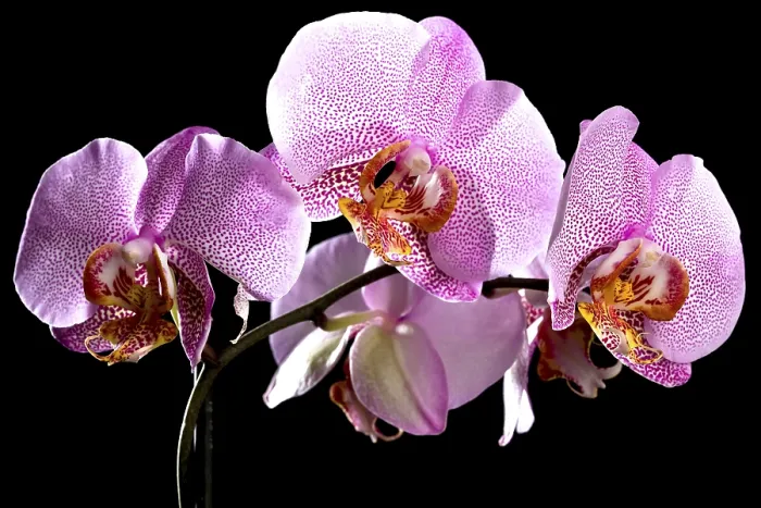Gerahmter Druck : Orchidee (Phalaenopsis) Gerahmter Druck : Orchidee (Phalaenopsis)