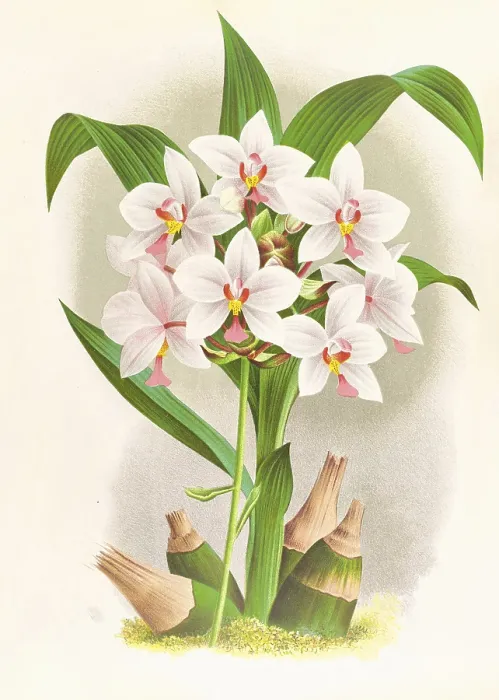 Gerahmter Druck : Orchidee, Spathoglottis Augustorum Gerahmter Druck : Orchidee, Spathoglottis Augustorum
