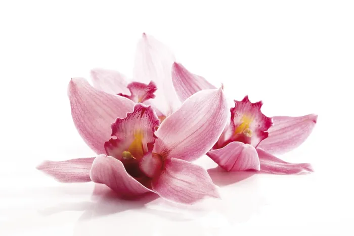Gerahmter Druck : Orchids Gerahmter Druck : Orchids