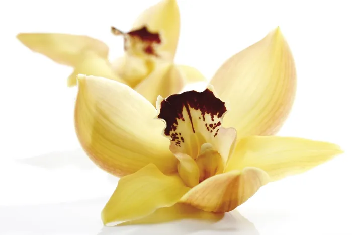 Gerahmter Druck : Orchids Gerahmter Druck : Orchids