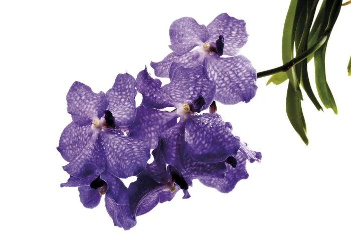 Gerahmter Druck : Orchids